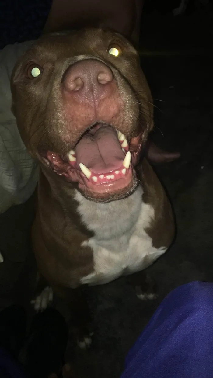 Cachorro ra a Pit-Bull idade 6 ou mais anos nome Ariano 