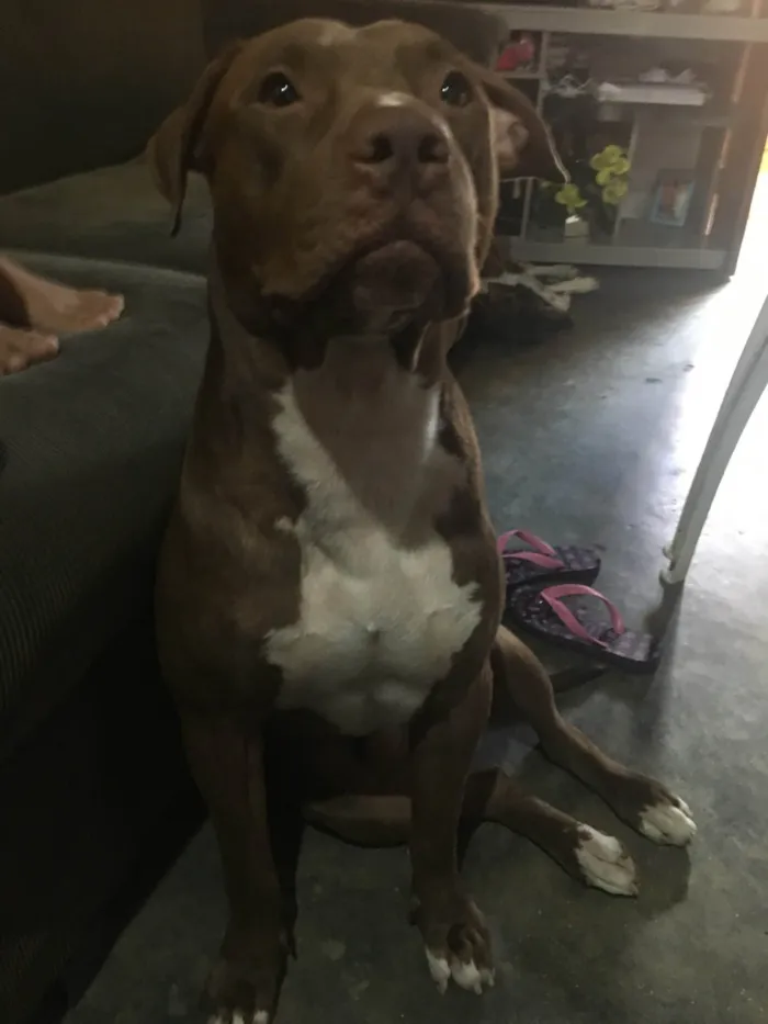 Cachorro ra a Pit-Bull idade 6 ou mais anos nome Ariano 