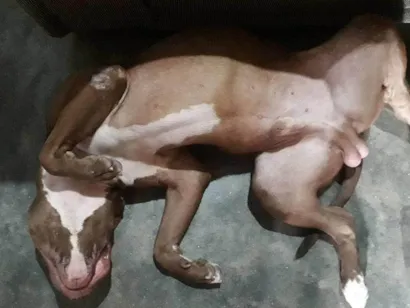 Cachorro raça Pit-Bull idade 6 ou mais anos nome Ariano 
