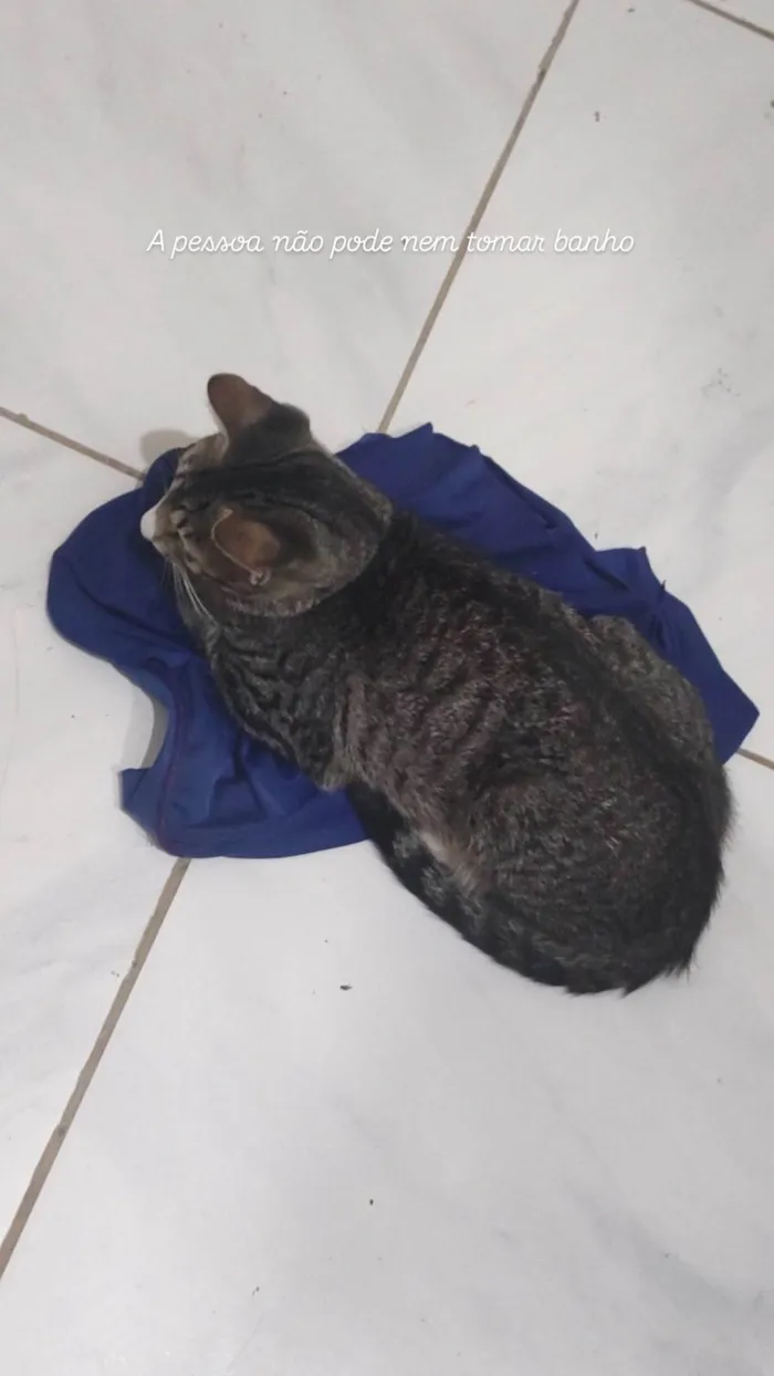Gato ra a SRD-ViraLata idade 1 ano nome Nina