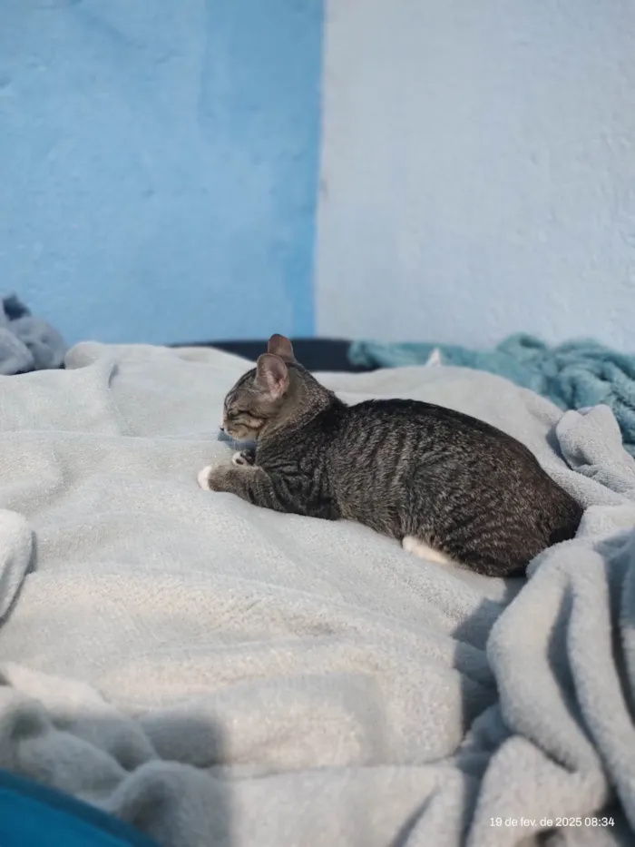 Gato ra a SRD-ViraLata idade 1 ano nome Nina
