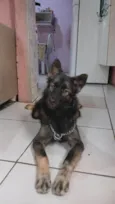 Amora 