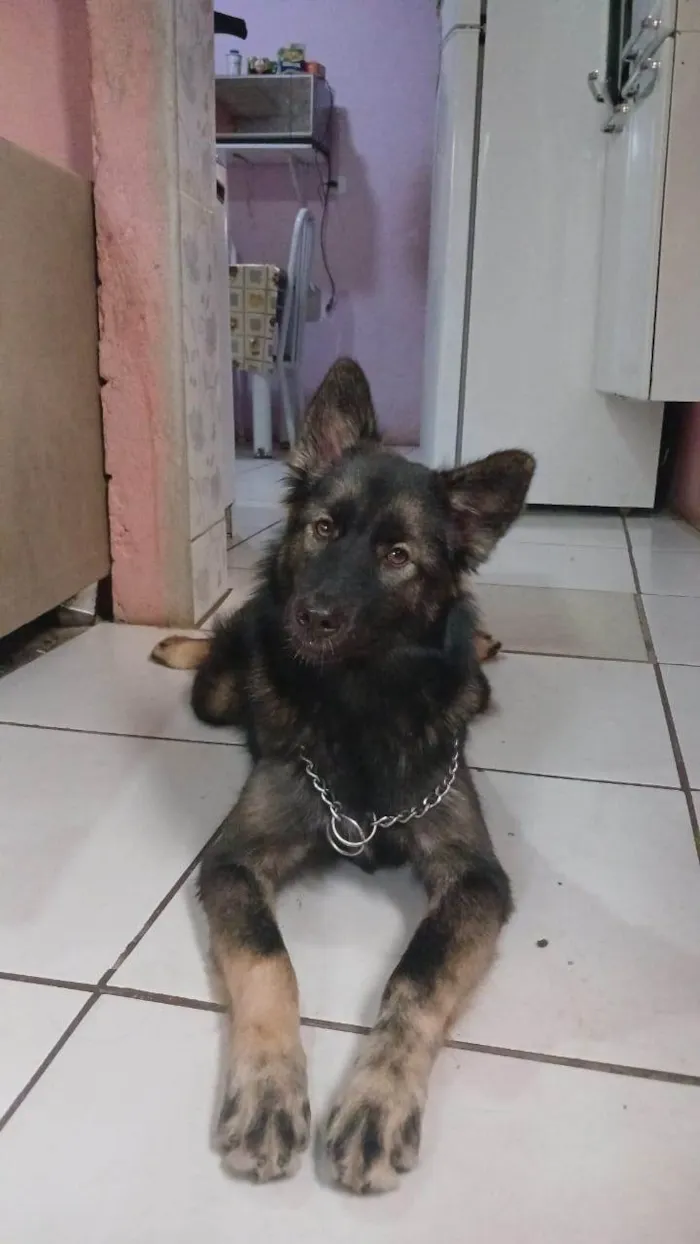 Cachorro ra a SRD-ViraLata idade 1 ano nome Amora 