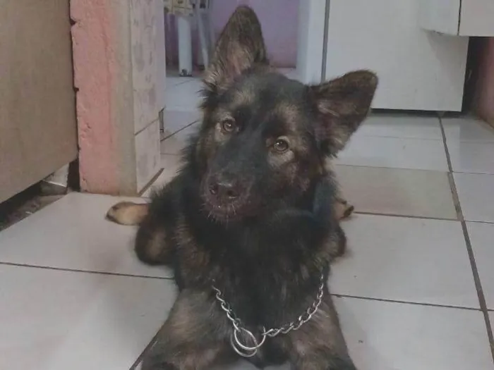Cachorro ra a SRD-ViraLata idade 1 ano nome Amora 