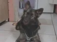 Amora