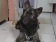 Amora 
