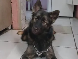 Cachorro raça SRD-ViraLata idade 1 ano nome Amora 