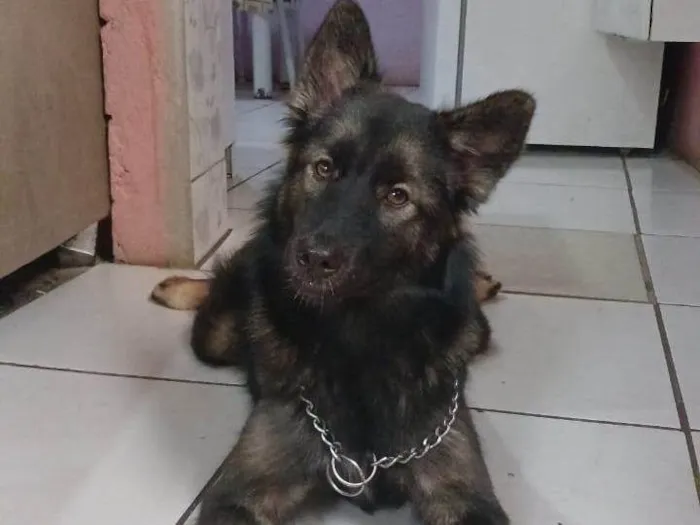 Cachorro ra a SRD-ViraLata idade 1 ano nome Amora 