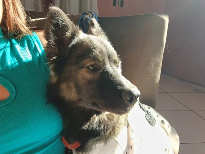 Cachorro ra a SRD-ViraLata idade 1 ano nome Amora 