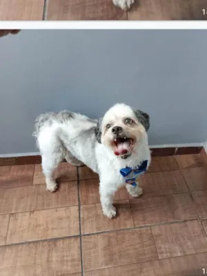 Cachorro raça SRD-ViraLata idade 2 a 6 meses nome Bebes