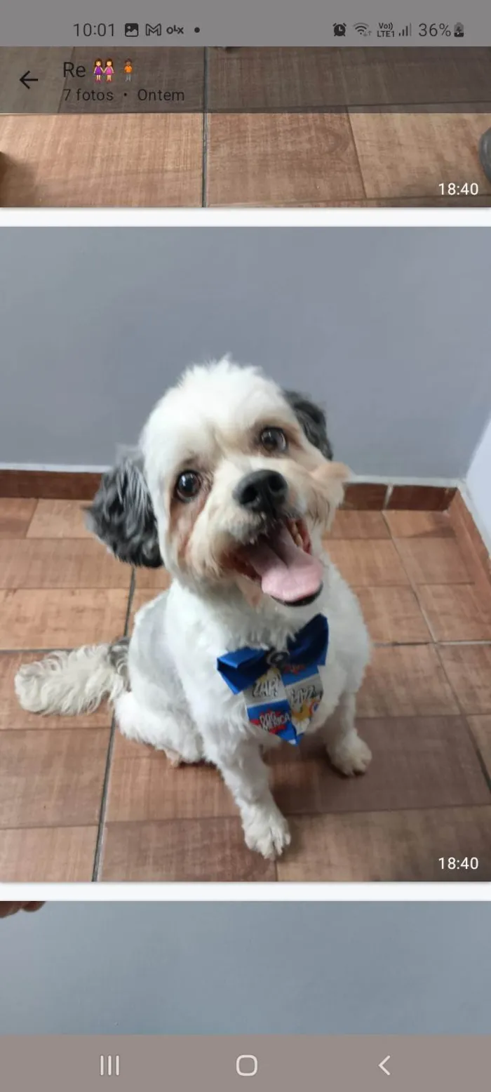 Cachorro ra a SRD-ViraLata idade 2 a 6 meses nome Bebes