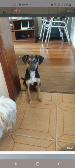 Cachorro raça SRD-ViraLata idade 2 a 6 meses nome Bebe