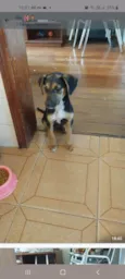 Bebe