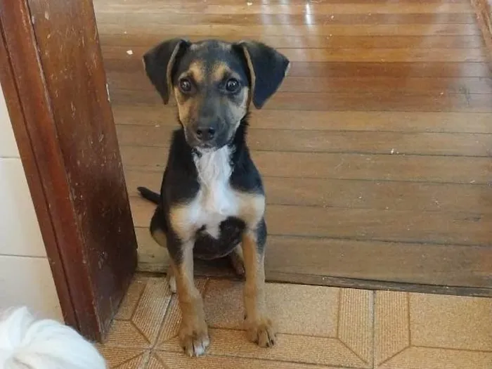 Cachorro ra a SRD-ViraLata idade 2 a 6 meses nome Bebe