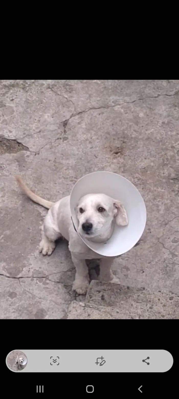 Cachorro ra a SRD-ViraLata idade 1 ano nome Bebê 
