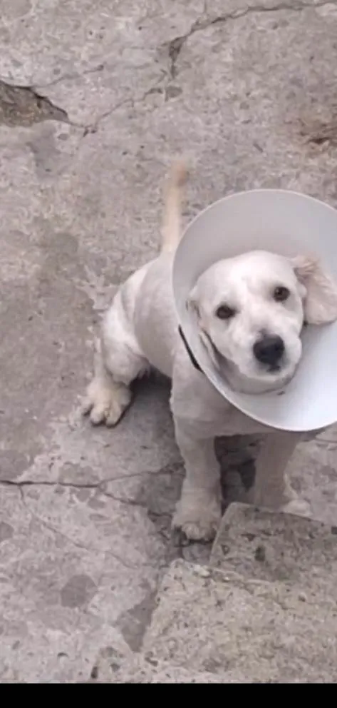 Cachorro ra a SRD-ViraLata idade 1 ano nome Bebê 