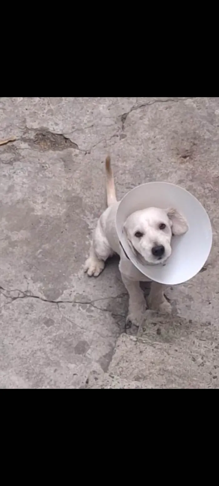 Cachorro ra a SRD-ViraLata idade 1 ano nome Bebê 