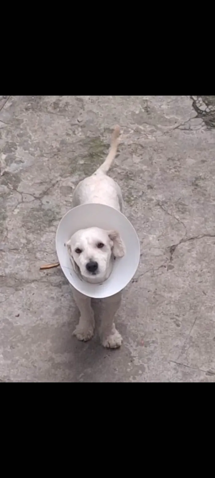 Cachorro ra a SRD-ViraLata idade 1 ano nome Bebê 
