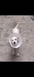 Bebê