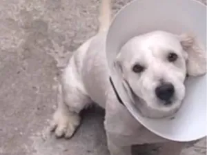 Cachorro raça SRD-ViraLata idade 1 ano nome Bebê 