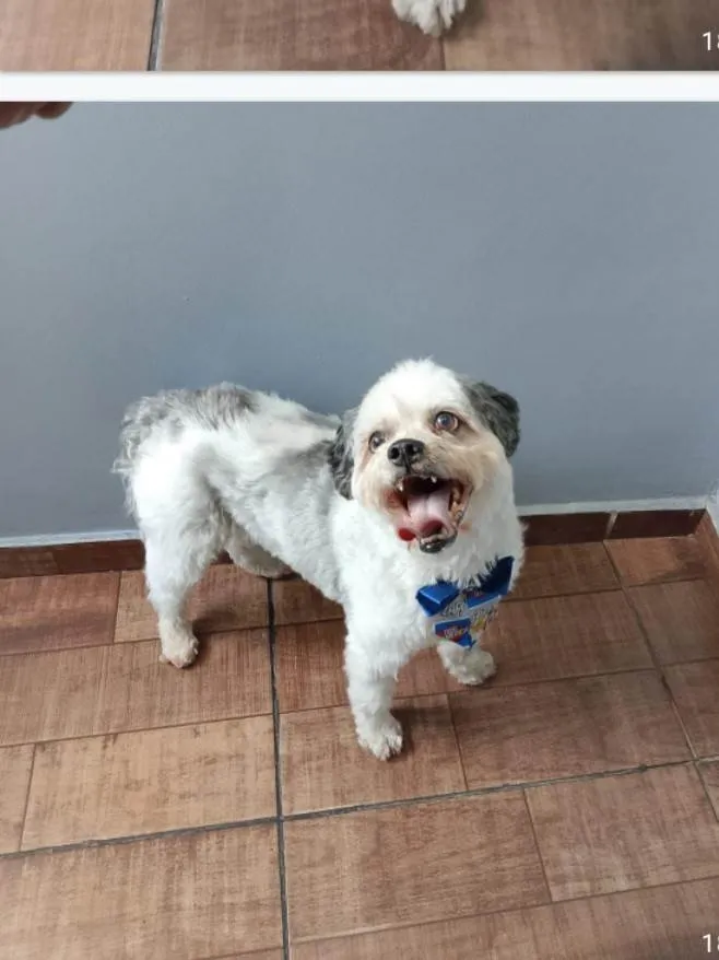 Cachorro ra a SRD-ViraLata idade 1 ano nome Bebe