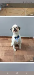 Bebe