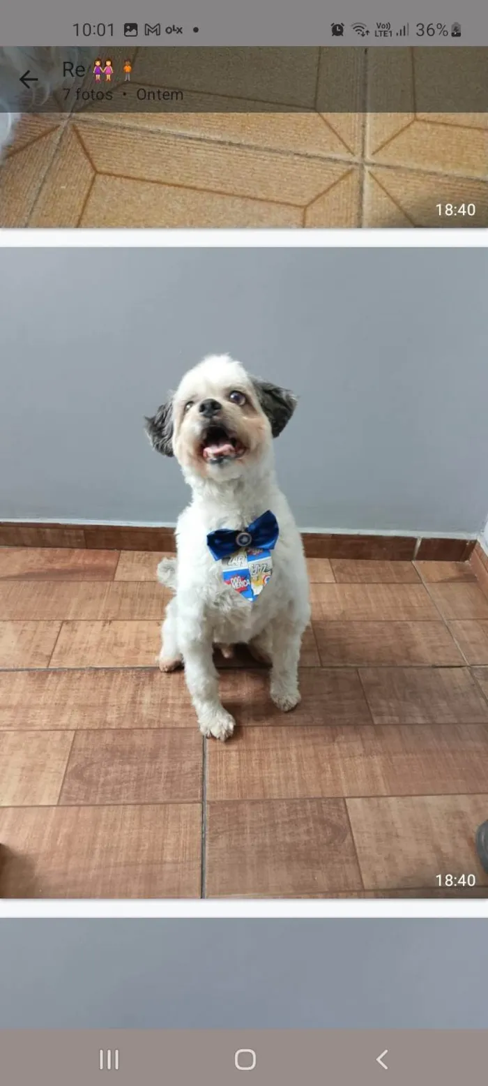 Cachorro ra a SRD-ViraLata idade 1 ano nome Bebe