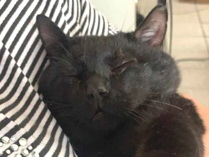 Gato ra a SRD-ViraLata idade 4 anos nome Jonh Wick