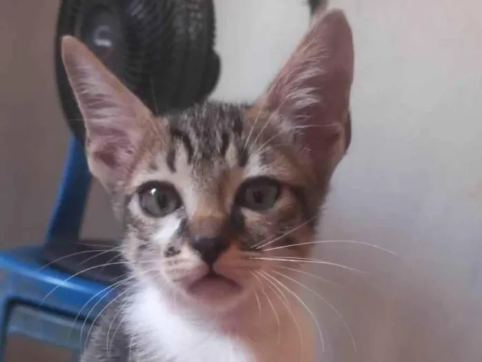 Gato ra a SRD-ViraLata idade 2 a 6 meses nome Simba