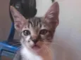 Simba