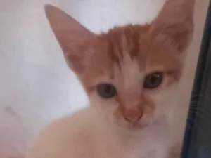 Gato raça SRD-ViraLata idade 2 a 6 meses nome Príncipe 