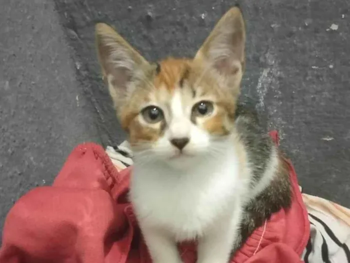 Gato ra a SRD-ViraLata idade 2 a 6 meses nome Mily