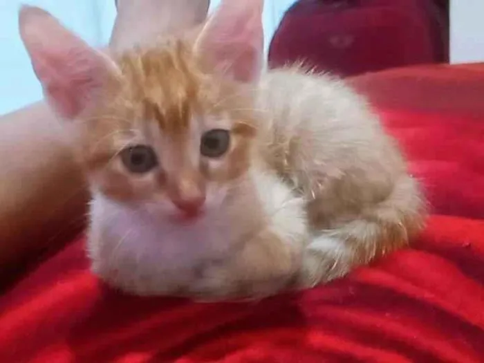 Gato ra a SRD-ViraLata idade 2 a 6 meses nome Margarida 