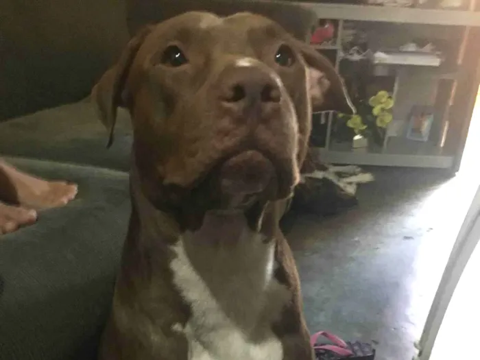 Cachorro ra a Pit-Bull idade 6 ou mais anos nome Ariano 