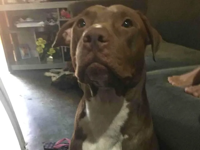 Cachorro ra a Pit-Bull idade 6 ou mais anos nome Ariano 