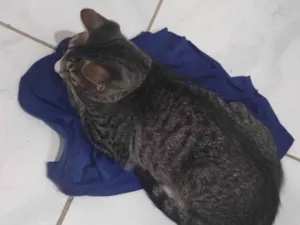 Gato raça SRD-ViraLata idade 1 ano nome Nina