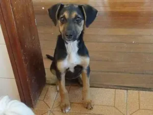 Cachorro raça SRD-ViraLata idade 2 a 6 meses nome Bebe