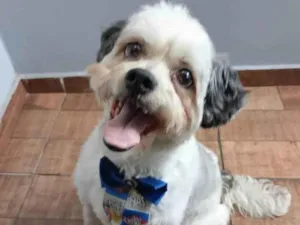 Cachorro raça SRD-ViraLata idade 1 ano nome Bebe