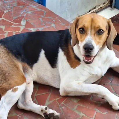 Cachorro raça Dogue Alemão idade 3 anos nome Duque