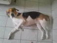 Duque