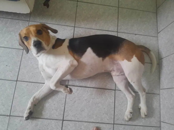 Cachorro ra a Dogue Alemão idade 3 anos nome Duque
