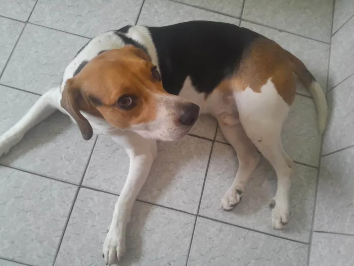 Cachorro ra a Dogue Alemão idade 3 anos nome Duque