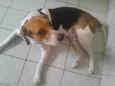 Duque