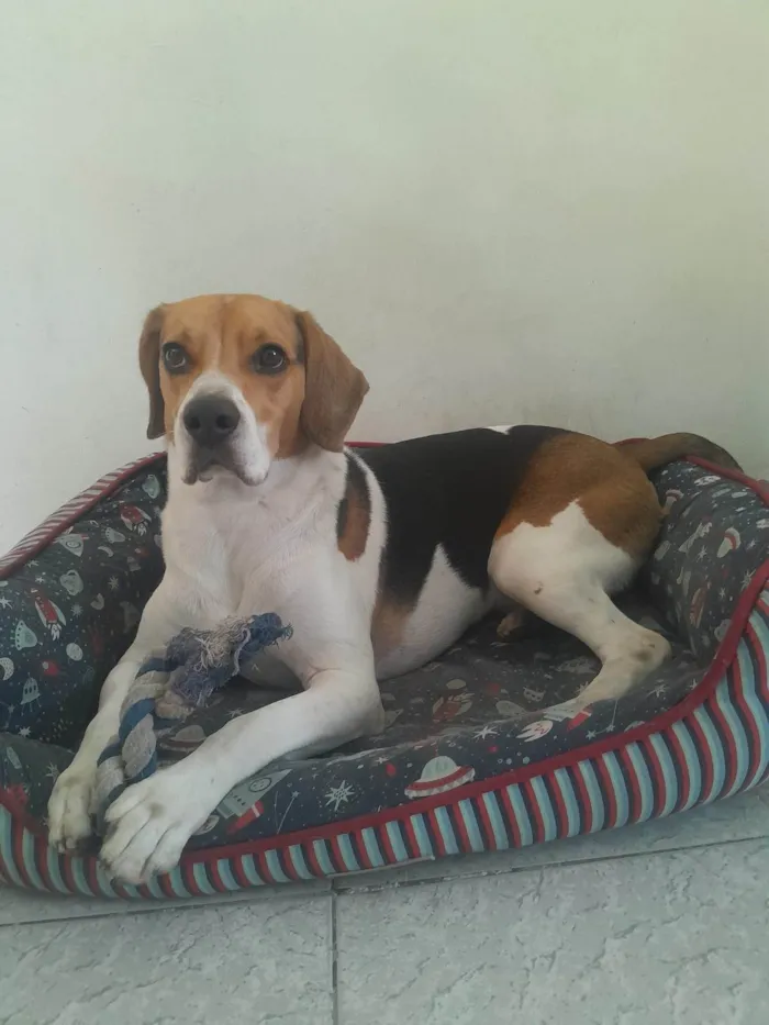 Cachorro ra a Dogue Alemão idade 3 anos nome Duque