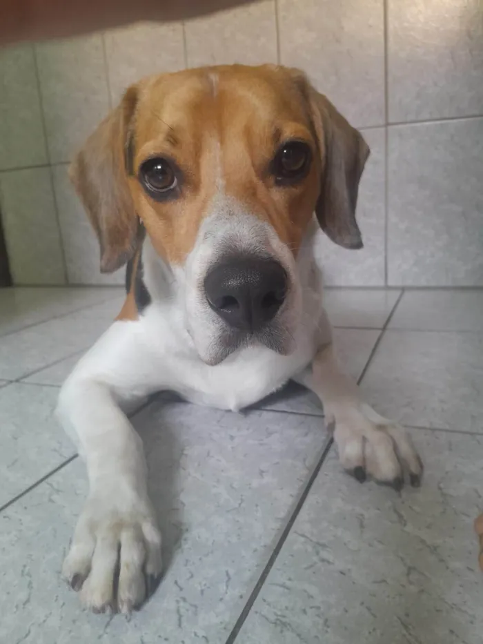 Cachorro ra a Dogue Alemão idade 3 anos nome Duque