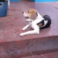 Duque