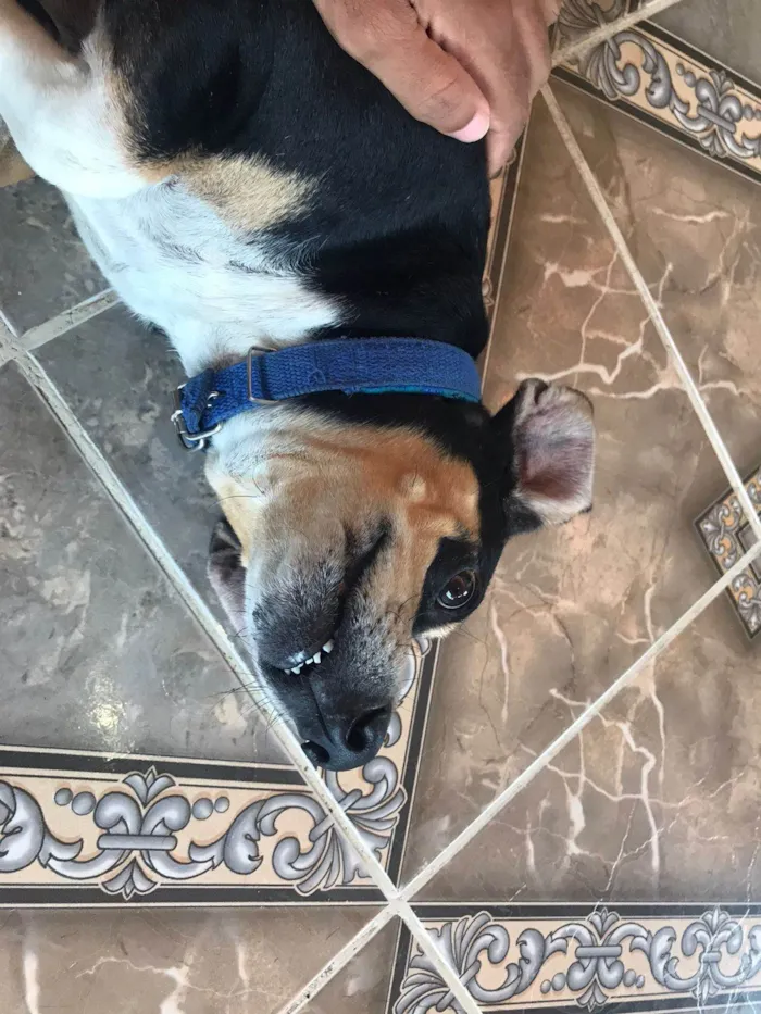 Cachorro ra a Basset-Cofap idade 3 anos nome Batman