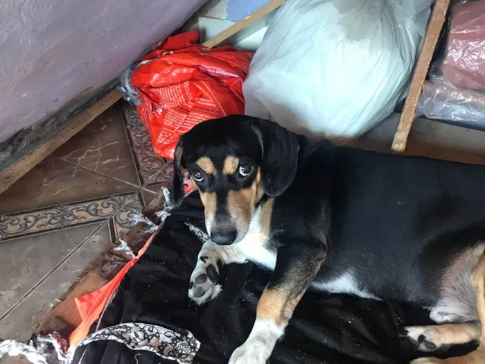 Cachorro ra a Basset-Cofap idade 3 anos nome Batman