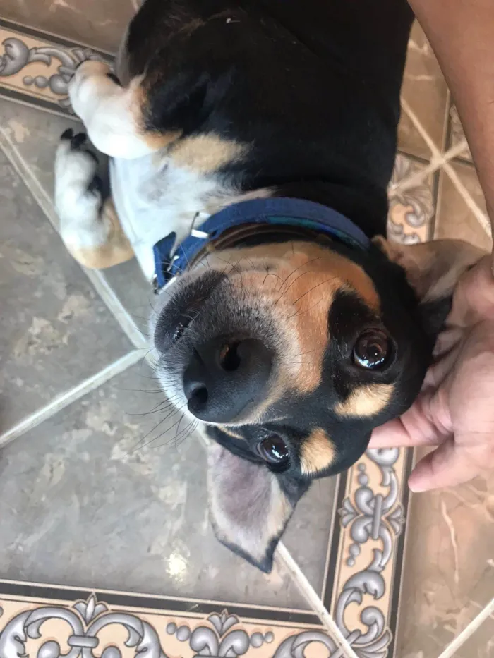 Cachorro ra a Basset-Cofap idade 3 anos nome Batman