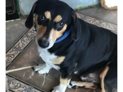 Cachorro raça Basset-Cofap idade 3 anos nome Batman